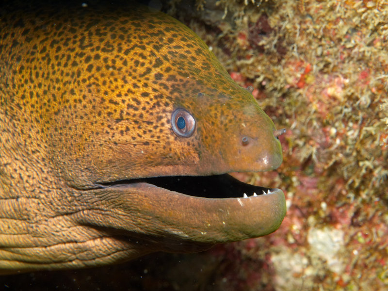 Moray eel